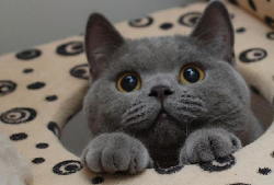 蓝猫娱乐圈吃瓜,揭秘明星幕后吃瓜大揭秘